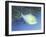 Trigger Fish-Durwood Coffey-Framed Giclee Print