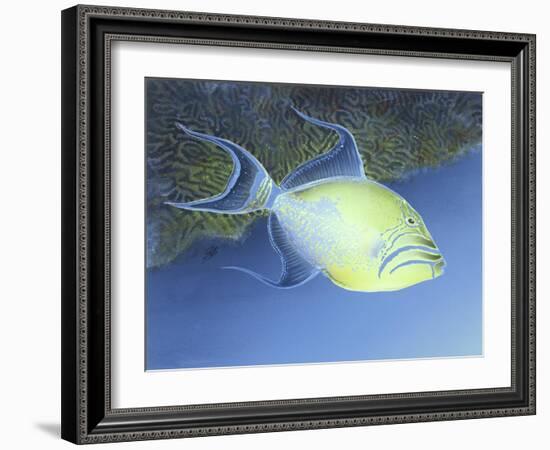 Trigger Fish-Durwood Coffey-Framed Giclee Print