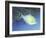 Trigger Fish-Durwood Coffey-Framed Giclee Print