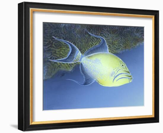 Trigger Fish-Durwood Coffey-Framed Giclee Print