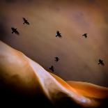 Black Birds Flying-Trigger Image-Photographic Print