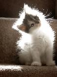 Close Up of Small Kitten Sitting at Bottom of Stairs, Glowing under Sunlight-Trigger Image-Photographic Print