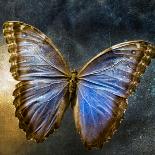 Creative Image of a Mounted Exotic Butterfly-Trigger Image-Photographic Print