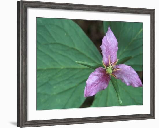 Trillium along Trail to Sol Duc, Olympic National Park, Washington, USA-Jamie & Judy Wild-Framed Photographic Print