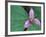 Trillium along Trail to Sol Duc, Olympic National Park, Washington, USA-Jamie & Judy Wild-Framed Photographic Print