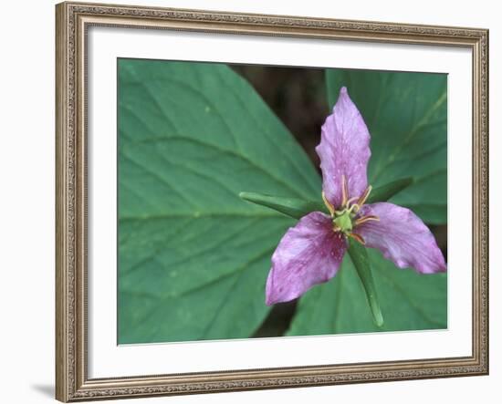 Trillium along Trail to Sol Duc, Olympic National Park, Washington, USA-Jamie & Judy Wild-Framed Photographic Print