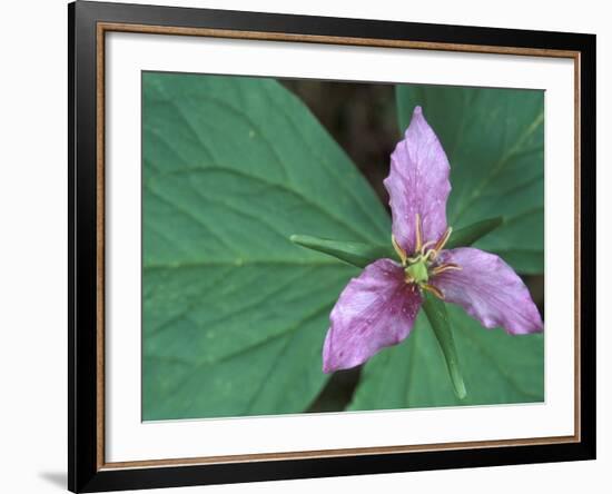 Trillium along Trail to Sol Duc, Olympic National Park, Washington, USA-Jamie & Judy Wild-Framed Photographic Print