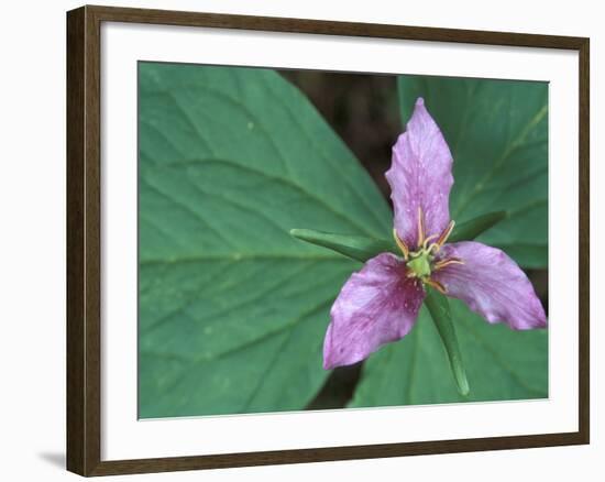 Trillium along Trail to Sol Duc, Olympic National Park, Washington, USA-Jamie & Judy Wild-Framed Photographic Print