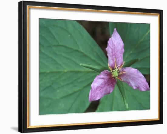 Trillium along Trail to Sol Duc, Olympic National Park, Washington, USA-Jamie & Judy Wild-Framed Photographic Print