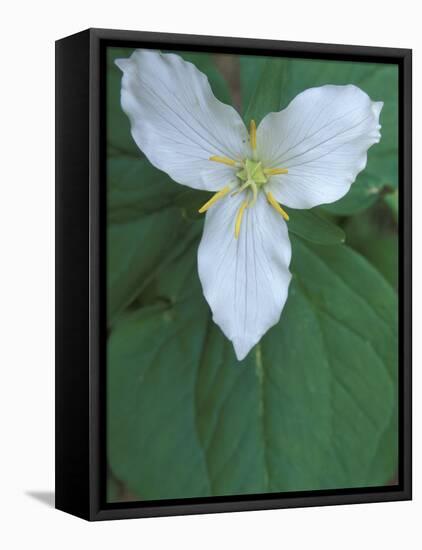 Trillium along Trail to Sol Duc, Olympic National Park, Washington, USA-Jamie & Judy Wild-Framed Premier Image Canvas