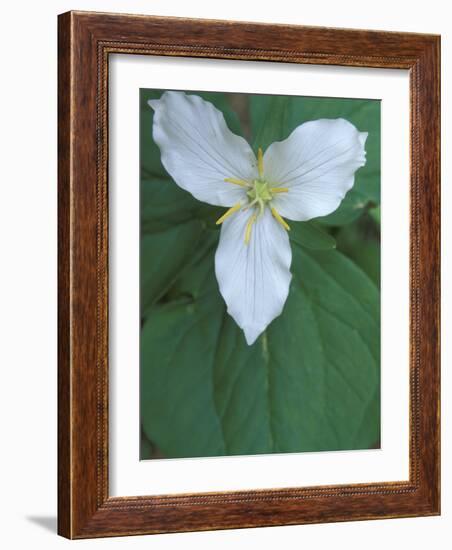 Trillium along Trail to Sol Duc, Olympic National Park, Washington, USA-Jamie & Judy Wild-Framed Photographic Print