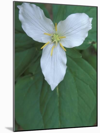 Trillium along Trail to Sol Duc, Olympic National Park, Washington, USA-Jamie & Judy Wild-Mounted Photographic Print