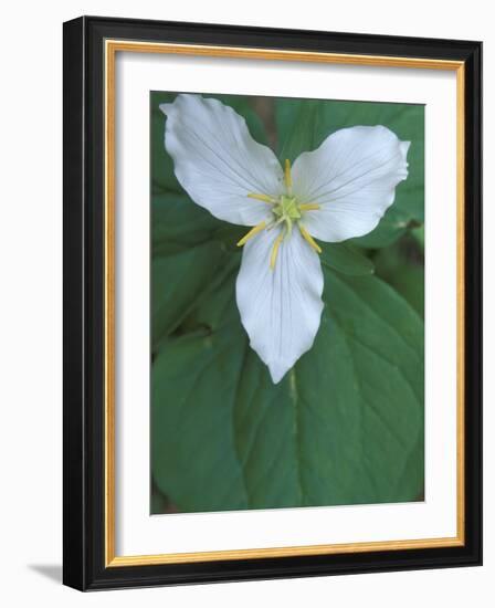 Trillium along Trail to Sol Duc, Olympic National Park, Washington, USA-Jamie & Judy Wild-Framed Photographic Print