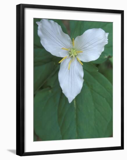 Trillium along Trail to Sol Duc, Olympic National Park, Washington, USA-Jamie & Judy Wild-Framed Photographic Print