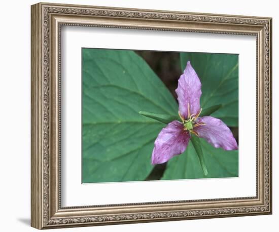 Trillium along Trail to Sol Duc, Olympic National Park, Washington, USA-Jamie & Judy Wild-Framed Photographic Print