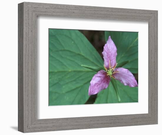 Trillium along Trail to Sol Duc, Olympic National Park, Washington, USA-Jamie & Judy Wild-Framed Photographic Print