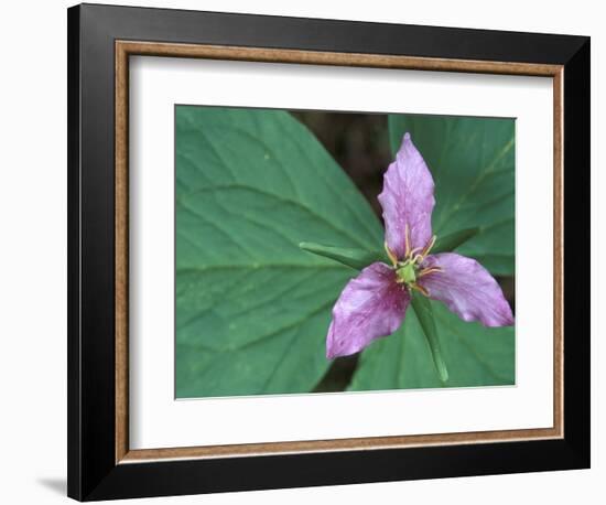 Trillium along Trail to Sol Duc, Olympic National Park, Washington, USA-Jamie & Judy Wild-Framed Photographic Print