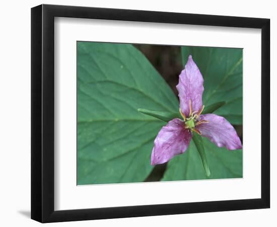 Trillium along Trail to Sol Duc, Olympic National Park, Washington, USA-Jamie & Judy Wild-Framed Photographic Print