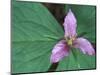 Trillium along Trail to Sol Duc, Olympic National Park, Washington, USA-Jamie & Judy Wild-Mounted Photographic Print