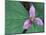 Trillium along Trail to Sol Duc, Olympic National Park, Washington, USA-Jamie & Judy Wild-Mounted Photographic Print