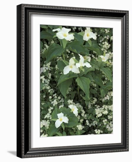 Trillium and Fringed Phacelia, Great Smoky Mountains National Park, Tennessee, USA-Adam Jones-Framed Photographic Print