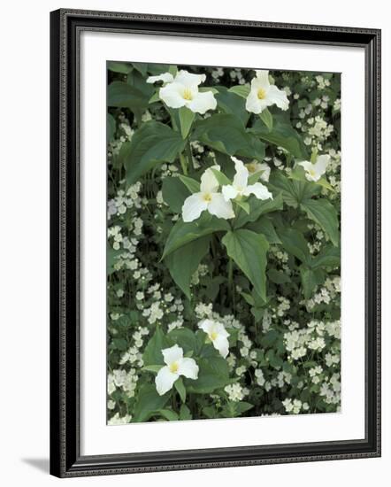 Trillium and Fringed Phacelia, Great Smoky Mountains National Park, Tennessee, USA-Adam Jones-Framed Photographic Print