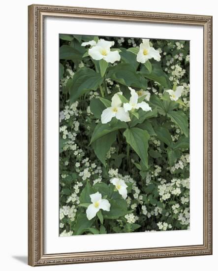 Trillium and Fringed Phacelia, Great Smoky Mountains National Park, Tennessee, USA-Adam Jones-Framed Photographic Print