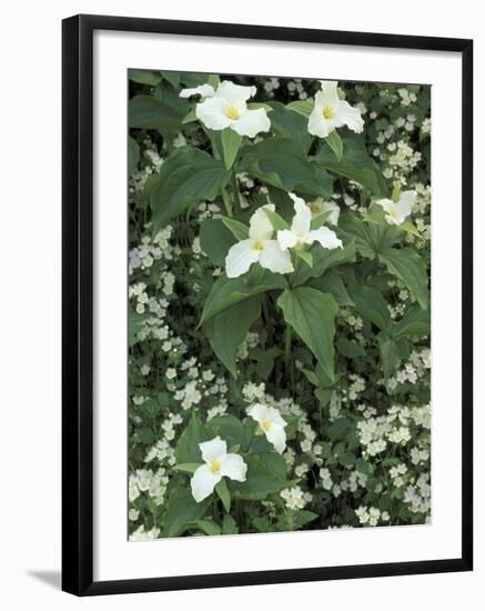 Trillium and Fringed Phacelia, Great Smoky Mountains National Park, Tennessee, USA-Adam Jones-Framed Photographic Print