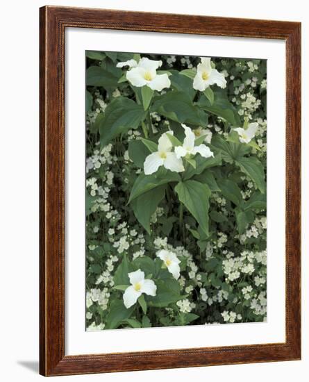 Trillium and Fringed Phacelia, Great Smoky Mountains National Park, Tennessee, USA-Adam Jones-Framed Photographic Print