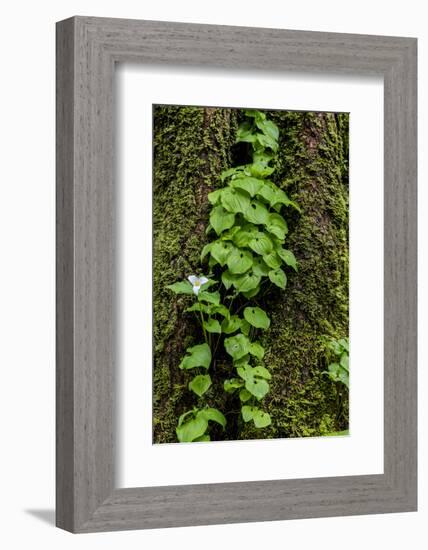 Trillium and Lady of the Valley, Olympic National Park, Washington State, USA-Chuck Haney-Framed Photographic Print