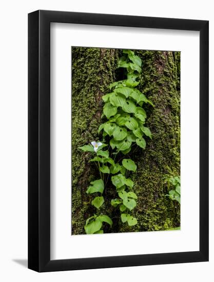 Trillium and Lady of the Valley, Olympic National Park, Washington State, USA-Chuck Haney-Framed Photographic Print
