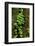 Trillium and Lady of the Valley, Olympic National Park, Washington State, USA-Chuck Haney-Framed Photographic Print