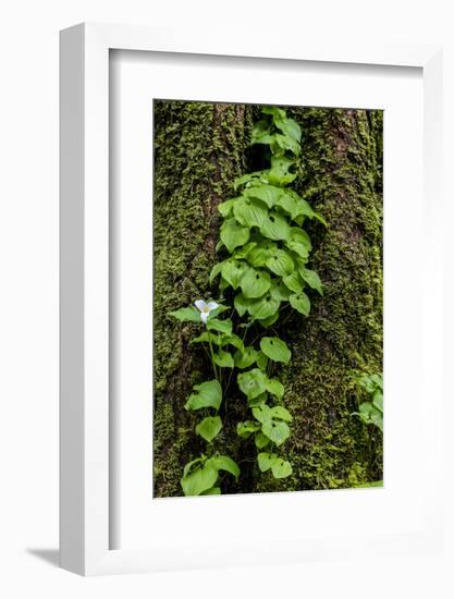 Trillium and Lady of the Valley, Olympic National Park, Washington State, USA-Chuck Haney-Framed Photographic Print