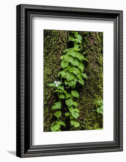 Trillium and Lady of the Valley, Olympic National Park, Washington State, USA-Chuck Haney-Framed Photographic Print