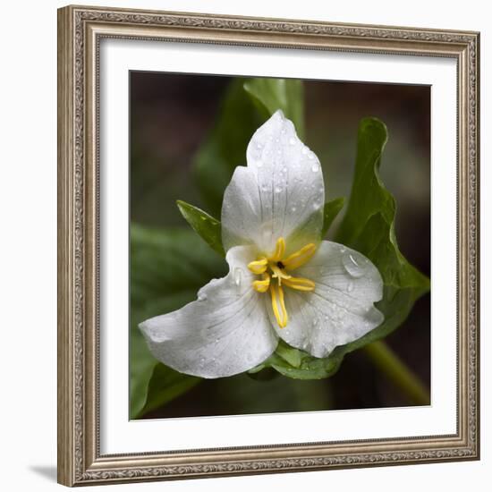 Trillium Flower, Mount Baker-Snoqualmie National Forest, Washington, USA-Jamie & Judy Wild-Framed Photographic Print