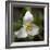 Trillium Flower, Mount Baker-Snoqualmie National Forest, Washington, USA-Jamie & Judy Wild-Framed Photographic Print