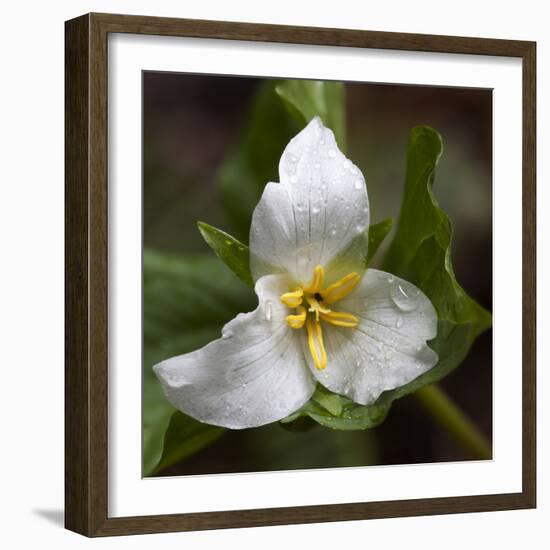 Trillium Flower, Mount Baker-Snoqualmie National Forest, Washington, USA-Jamie & Judy Wild-Framed Photographic Print