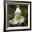 Trillium Flower, Mount Baker-Snoqualmie National Forest, Washington, USA-Jamie & Judy Wild-Framed Photographic Print