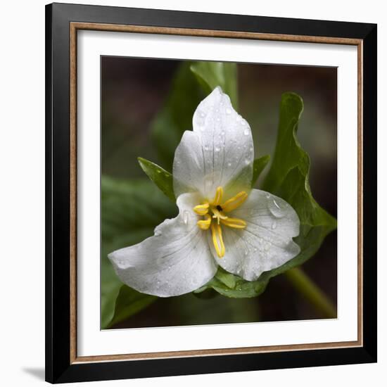 Trillium Flower, Mount Baker-Snoqualmie National Forest, Washington, USA-Jamie & Judy Wild-Framed Photographic Print