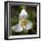 Trillium Flower, Mount Baker-Snoqualmie National Forest, Washington, USA-Jamie & Judy Wild-Framed Photographic Print