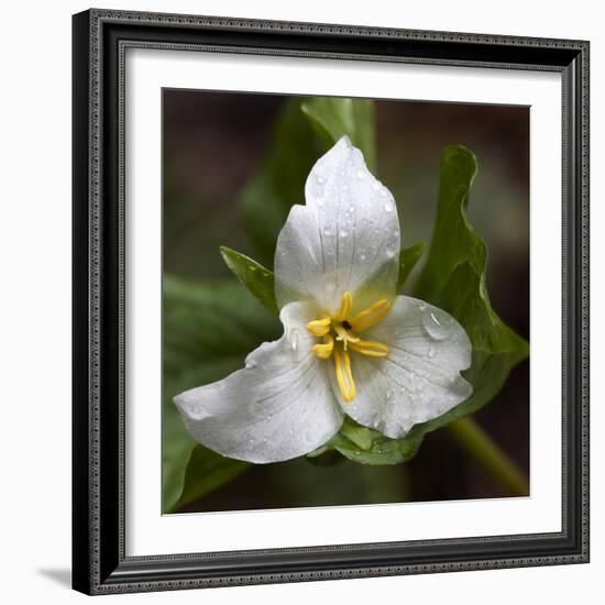 Trillium Flower, Mount Baker-Snoqualmie National Forest, Washington, USA-Jamie & Judy Wild-Framed Photographic Print