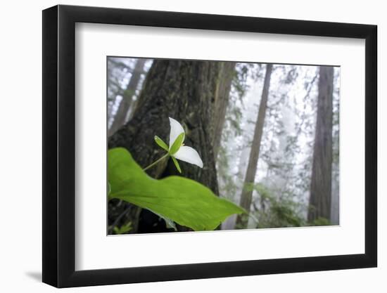 Trillium, Lady Bird Johnson Grove, Prairie Creek Redwoods, California-Rob Sheppard-Framed Photographic Print