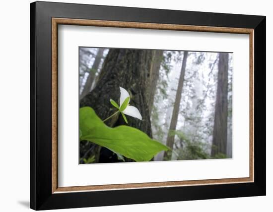 Trillium, Lady Bird Johnson Grove, Prairie Creek Redwoods, California-Rob Sheppard-Framed Photographic Print