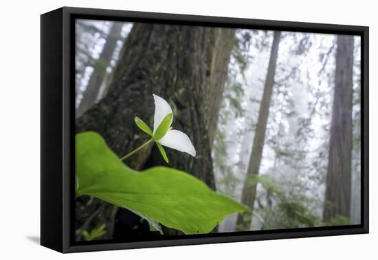 Trillium, Lady Bird Johnson Grove, Prairie Creek Redwoods, California-Rob Sheppard-Framed Premier Image Canvas