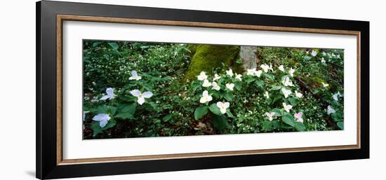 Trillium Wildflowers on Plants, Chimney Tops, Great Smoky Mountains National Park, Gatlinburg-null-Framed Photographic Print
