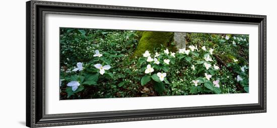 Trillium Wildflowers on Plants, Chimney Tops, Great Smoky Mountains National Park, Gatlinburg-null-Framed Photographic Print