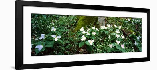 Trillium Wildflowers on Plants, Chimney Tops, Great Smoky Mountains National Park, Gatlinburg-null-Framed Photographic Print