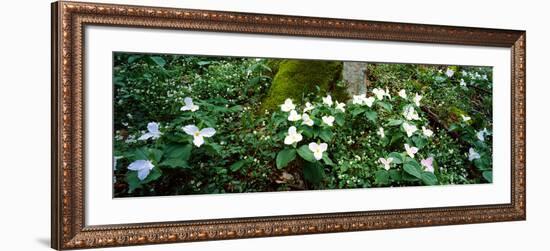 Trillium Wildflowers on Plants, Chimney Tops, Great Smoky Mountains National Park, Gatlinburg-null-Framed Photographic Print