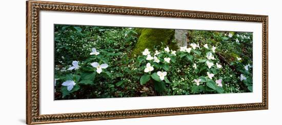 Trillium Wildflowers on Plants, Chimney Tops, Great Smoky Mountains National Park, Gatlinburg-null-Framed Photographic Print