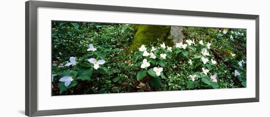 Trillium Wildflowers on Plants, Chimney Tops, Great Smoky Mountains National Park, Gatlinburg-null-Framed Photographic Print